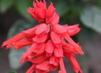 西红花苗如何种植 串红花怎么种_如何种植串红花