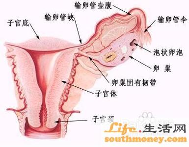 怎么可以提高卵巢功能 吃什么能提高卵巢功能