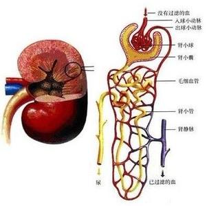 肾衰竭是怎么形成的 肾衰竭形成的原因