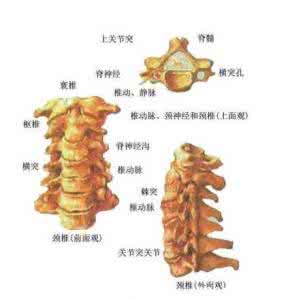 颈椎病是怎么形成的 颈椎病究竟是怎么形成的