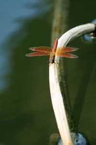 关于蜻蜓的作文 关于蜻蜓的比喻句