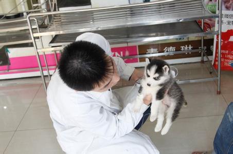 宠物疫苗注射 宠物注射疫苗死亡医院应负什么责任