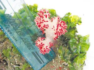 珊瑚脱藻是什么原因 保护珊瑚很重要的原因是什么