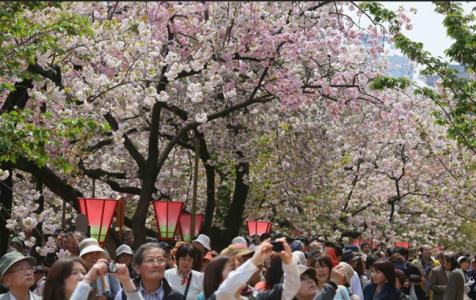 蜜月旅行推荐 春季蜜月旅行线路推荐――去日本赏樱花