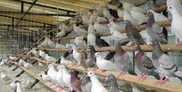 鸽子的饲养方法 鸽子怎么养殖 鸽子的饲养方法