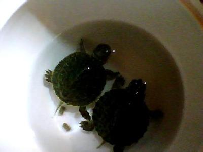 特别小的巴西龟吃什么 刚买的小巴西龟怎么养