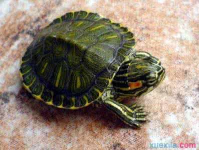 怎么养巴西龟 巴西龟的习性