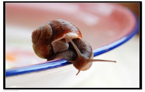 蜗牛生殖 怎么养蜗牛 蜗牛的生殖特性