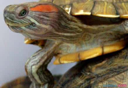 巴西红耳龟冬眠复苏 巴西红耳龟冬眠怎么养