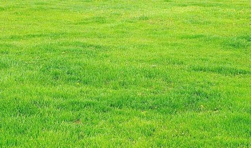 草坪种植技术 草坪怎么种_草坪的种植技术