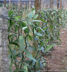 香草兰茶功效与作用 香草兰怎么养 香草兰的作用用途