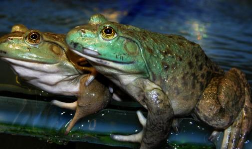 牛蛙养殖有什么风险 怎么养殖牛蛙