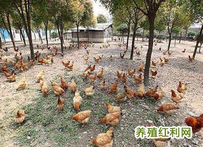 养鸡注意事项 农村怎么养鸡 农村散养鸡注意事项