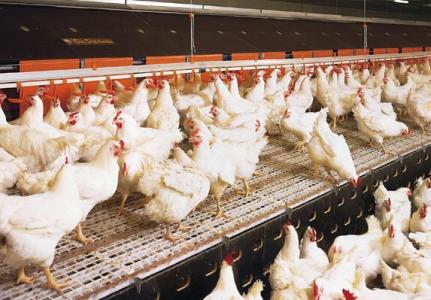 肉鸡养殖技术 怎样养殖肉鸡_肉鸡的养殖技术
