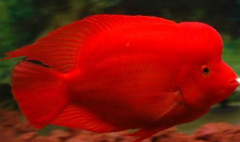 红鹦鹉鱼怎么养 红鹦鹉鱼的习性