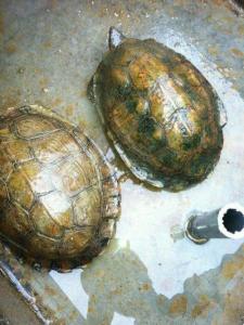 木纹龟怎么养 木纹龟的生活习性