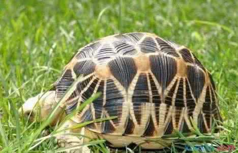 缅甸陆龟饲养方法 缅甸陆龟怎么养 缅甸陆龟的管理方法