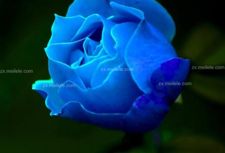 蓝玫瑰花语 蓝玫瑰怎么养 蓝玫瑰的花语