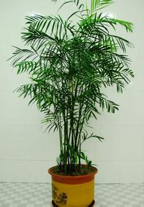 竹子扦插繁殖方法图解 竹子怎么养 竹子的繁殖方法