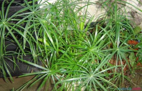 水竹怎么养殖 水竹的生长习性