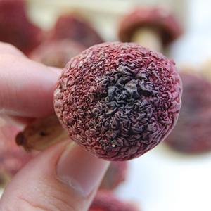 红菇怎么辨别真假 如何辨别真假红菇？