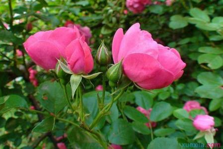 蔷薇花药用价值 蔷薇花怎么养 蔷薇花的价值