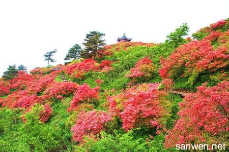 映山红和杜鹃花的区别 映山红与杜鹃花的区别 映山红和杜鹃花有什么区别