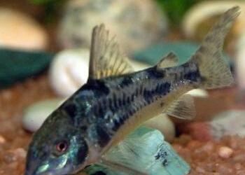 老鼠鱼繁殖 老鼠鱼怎么养 老鼠鱼的繁殖方法