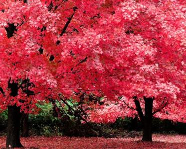小型盆栽红枫树怎么养 红枫树怎么养