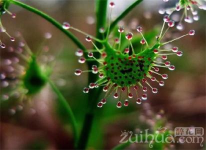 食虫草怎么养 食虫草的生长习性