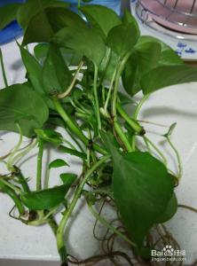 水培绿萝怎么养长得快 水培绿萝怎么种_水培绿萝的种植