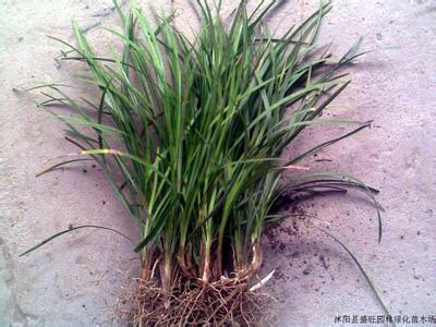麦冬的种植方法 麦冬怎么种_麦冬的种植方法
