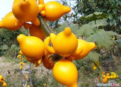 黄金果猕猴桃营养价值 黄金果怎么养 黄金果的价值
