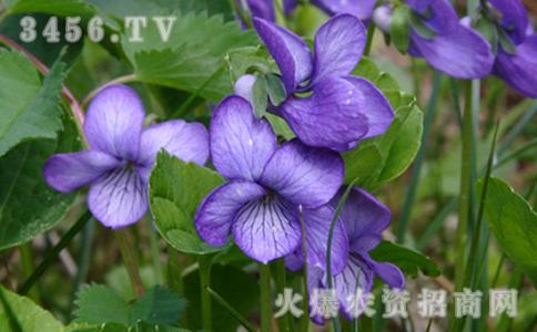 紫罗兰花语 紫罗兰怎么养殖 紫罗兰的花语
