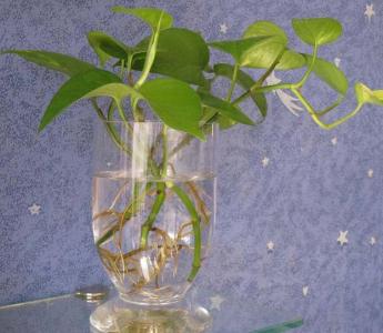 绿萝繁殖方法图解 怎么养殖绿萝 绿萝的繁殖方法