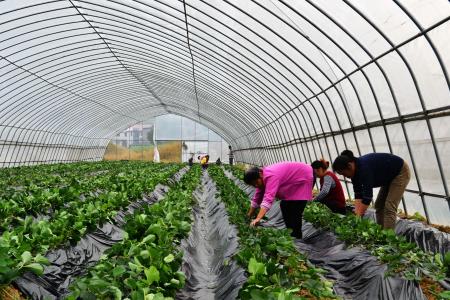 适合春天播种的蔬菜 适合秋季播种的蔬菜 秋季种什么庄稼