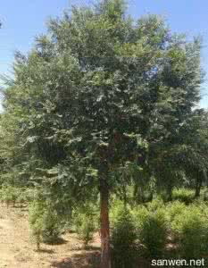 红豆杉树怎么养 红豆杉树的生长习性