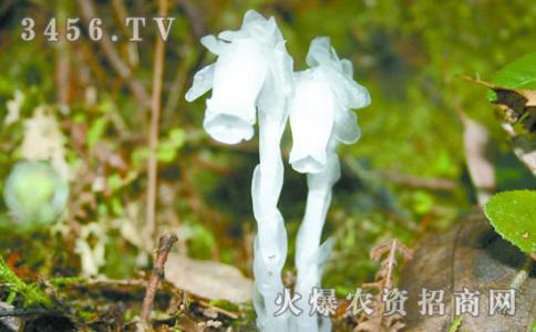 水晶兰 水晶兰怎么养 水晶兰的养殖方法
