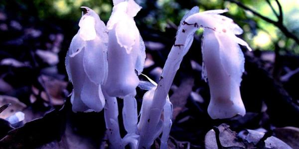 水晶兰花语 水晶兰花语是什么_水晶兰的花语传说