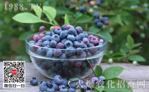 蓝莓怎么种植方法如下 怎么种蓝莓_蓝莓的种植方法