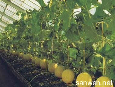 哈密瓜的种植方法 怎么种植哈密瓜_哈密瓜的种植方法