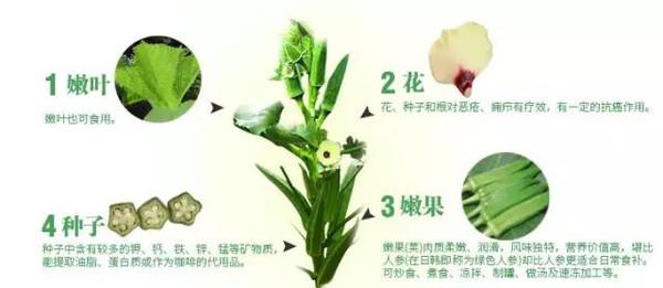 黄秋葵花茶的副作用 黄秋葵花茶的功效与作用