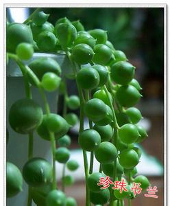 珍珠吊兰的养殖方法 珍珠吊兰怎么养 珍珠吊兰的养殖