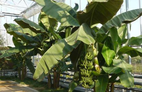 香蕉种植技术 怎么种香蕉_香蕉的种植技术