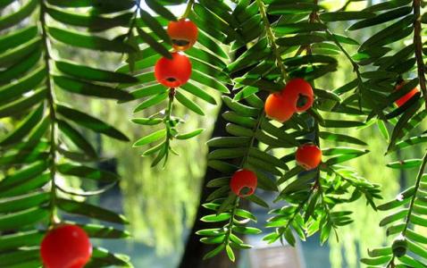 红豆杉病虫害防治 红豆杉怎么养 红豆杉的病害防治