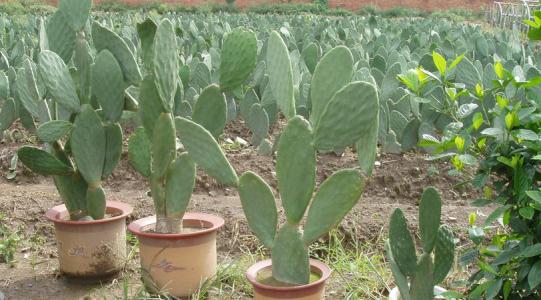 仙人掌种植方法 仙人掌怎么种植方法和价值有什么