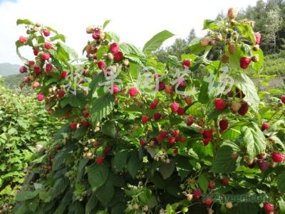 树莓怎么种植 树莓怎么种植_树莓要怎么种植