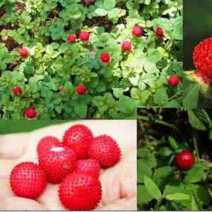 草莓种子怎么取 怎么种草莓种子_草莓种子要怎么种