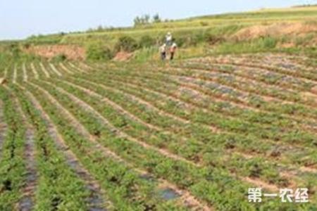 当归种植技术 当归怎么种植_当归的种植技术