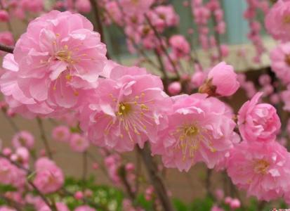 花语大全带图片 花语集锦 花的花语大全带图片(4)